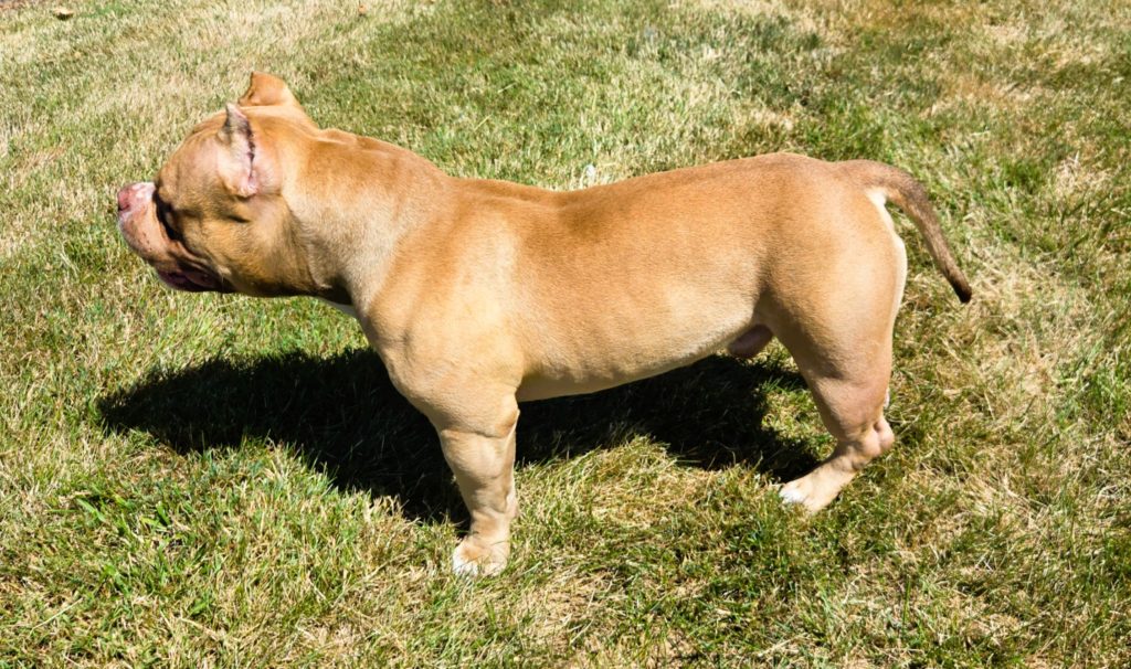 Big Bones Bullies Mister